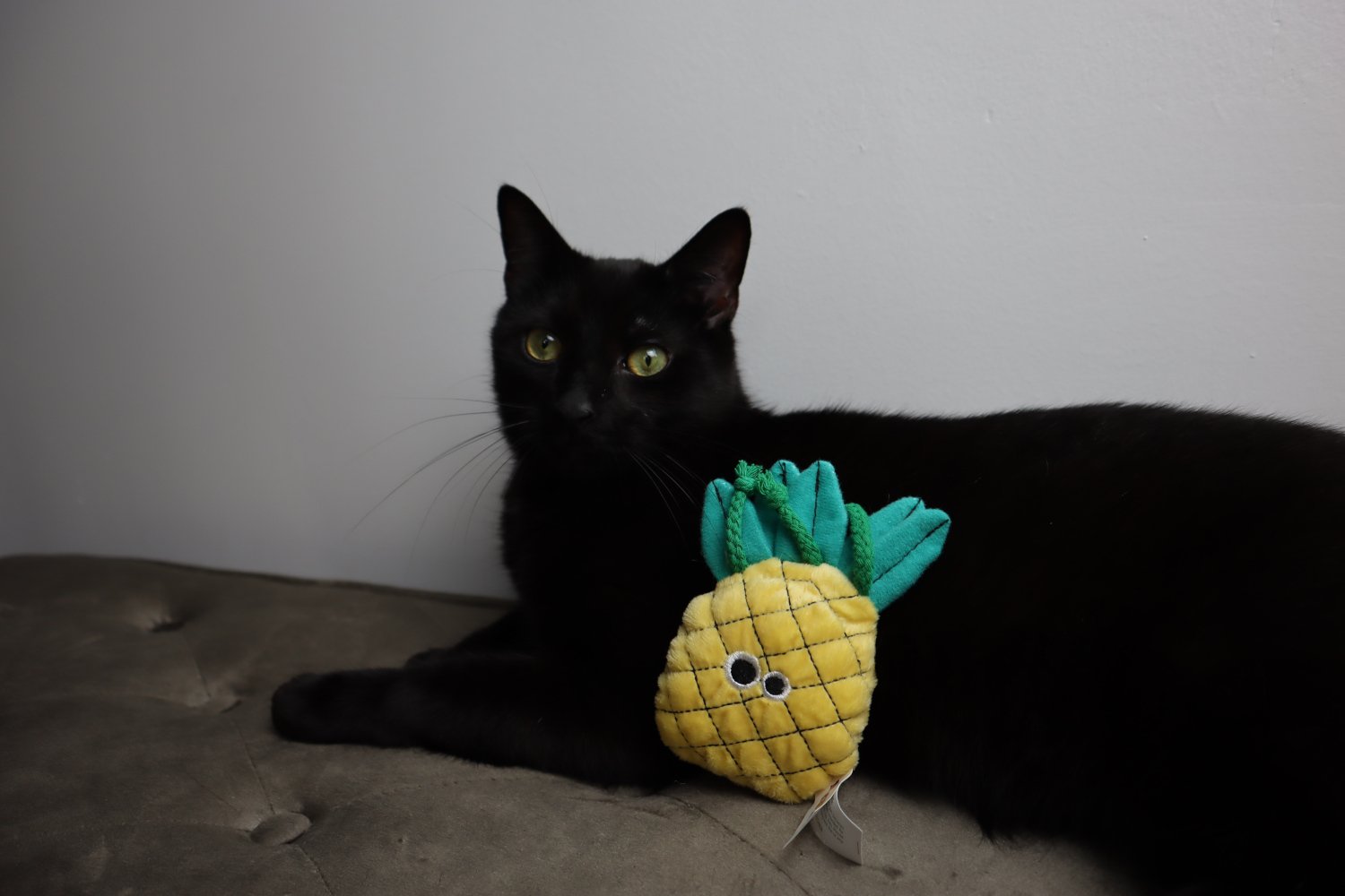 Mad Cat Pineapple 3 Mad Cat Pineapple - Image 3