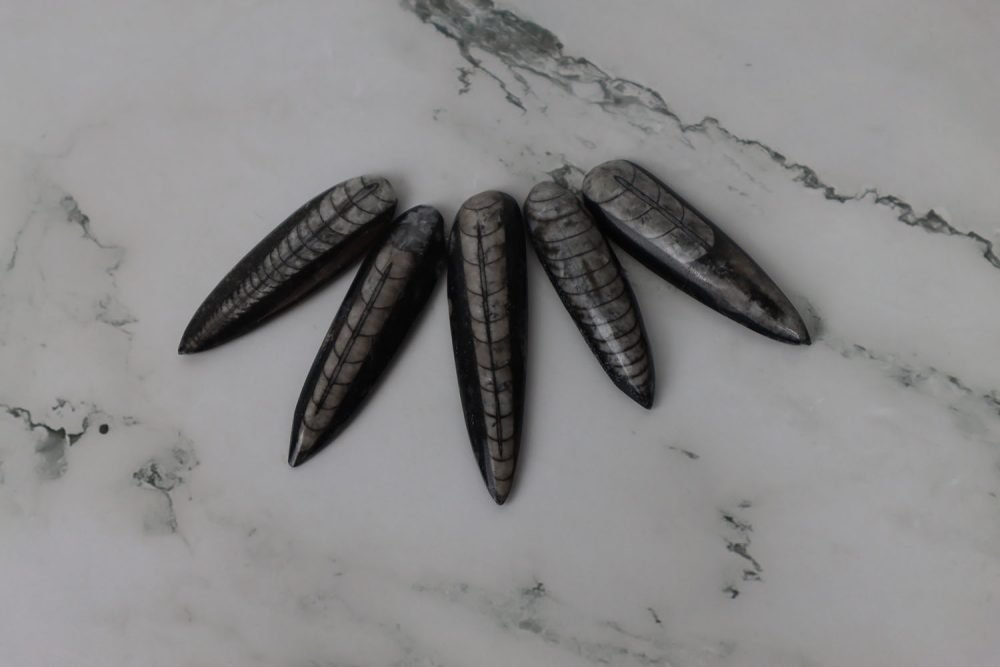 Orthoceras Fossil