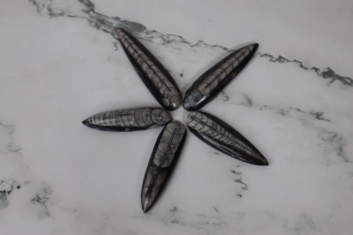 Orthoceras Fossil 4 Orthoceras Fossil - Image 4