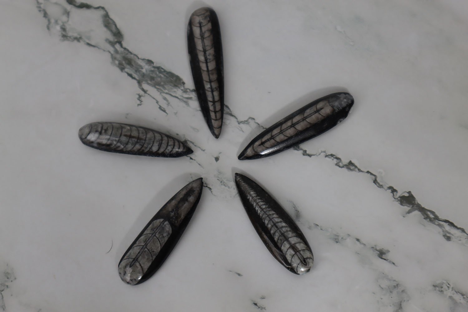 Orthoceras Fossil 3 Orthoceras Fossil - Image 3
