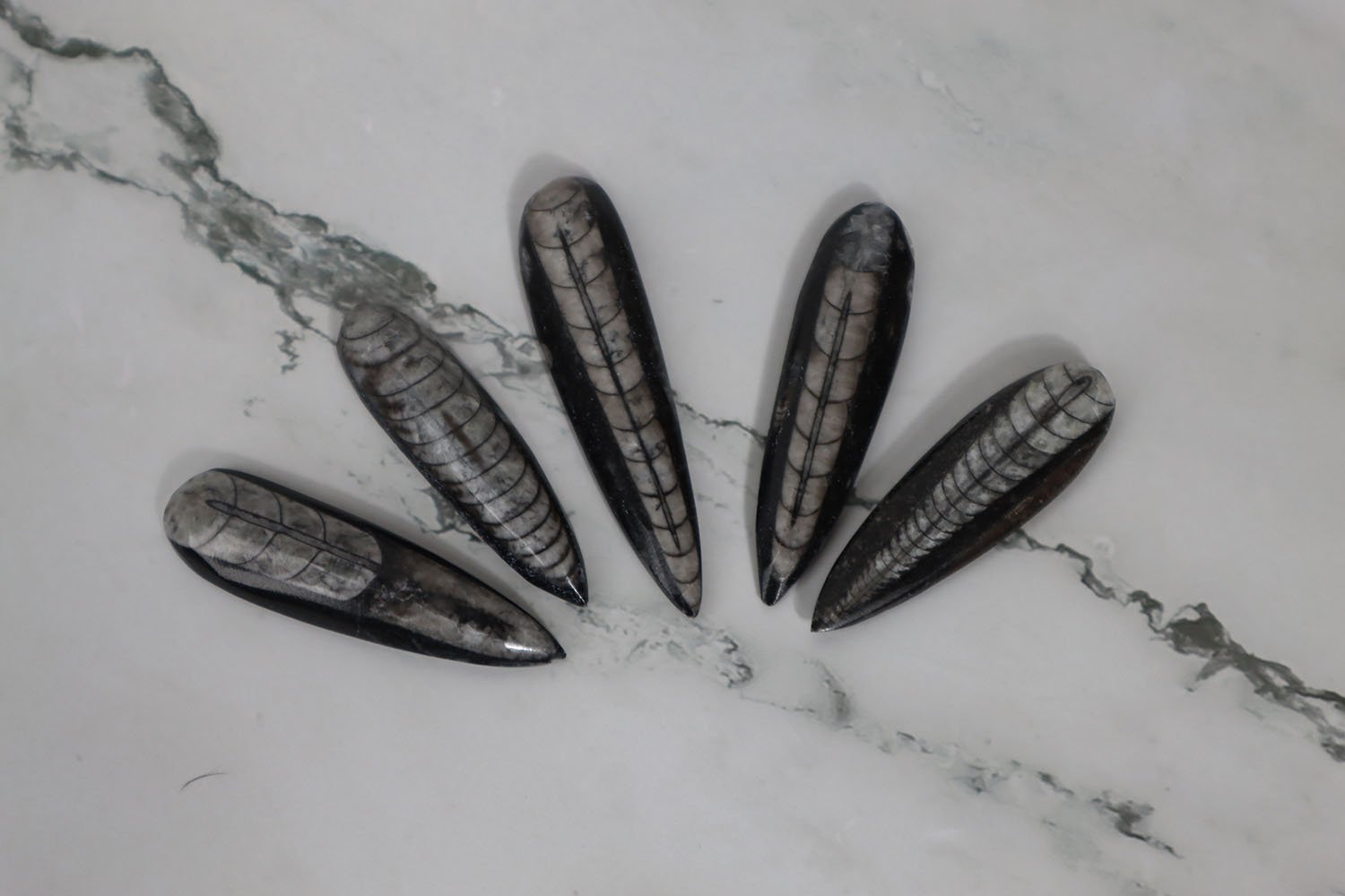 Orthoceras Fossil 2 Orthoceras Fossil - Image 2