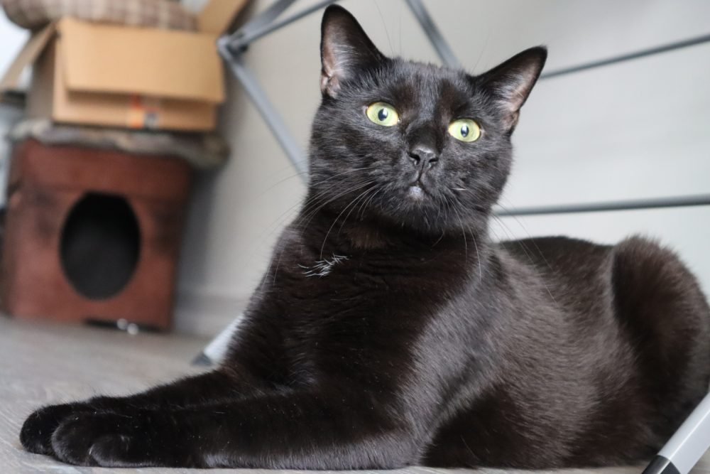 CEO Blackberry's Favorite Cat Toys