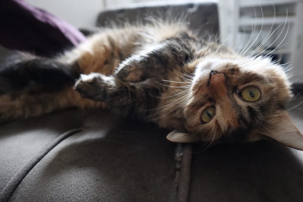 Strawberry's Favorite Cat Toys